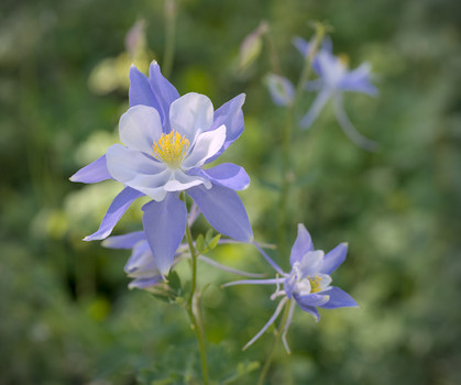 Close up of a purple columbine flower with a blurred background of green leaves and other columbines.