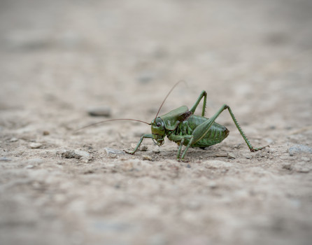 Macro shot of a green insect on tan dirt
