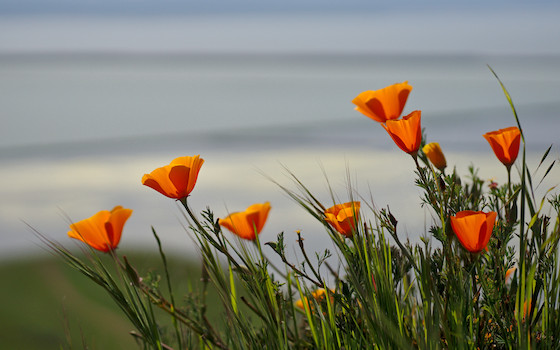 Orange california poppy flowers with a blurred background